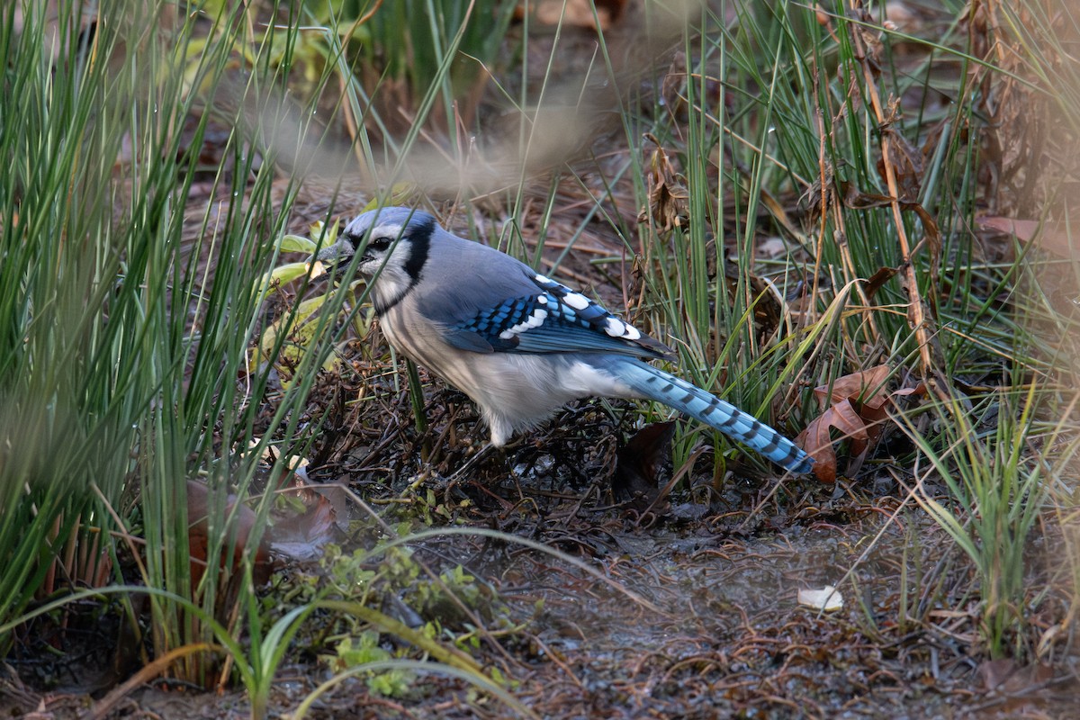 Blue Jay - ML646704975