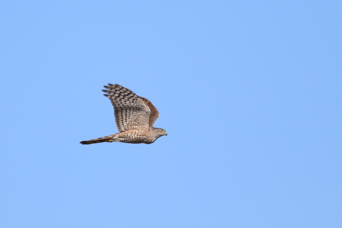 Sharp-shinned Hawk - ML646704976