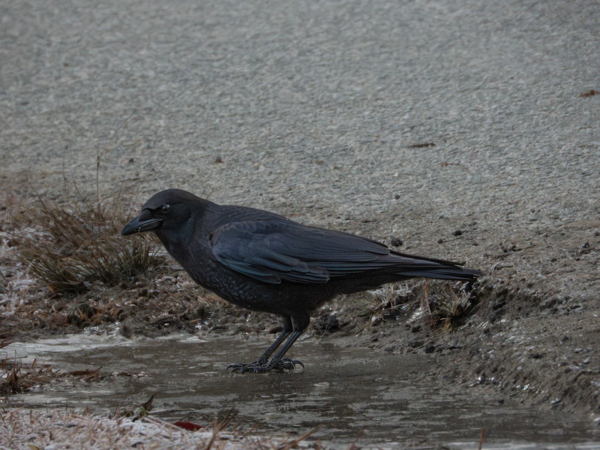 American Crow - ML646704977