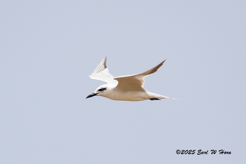 Gull-billed Tern - ML646704979