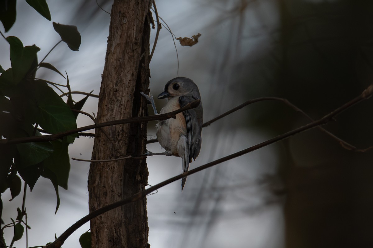 Tufted Titmouse - ML646704980