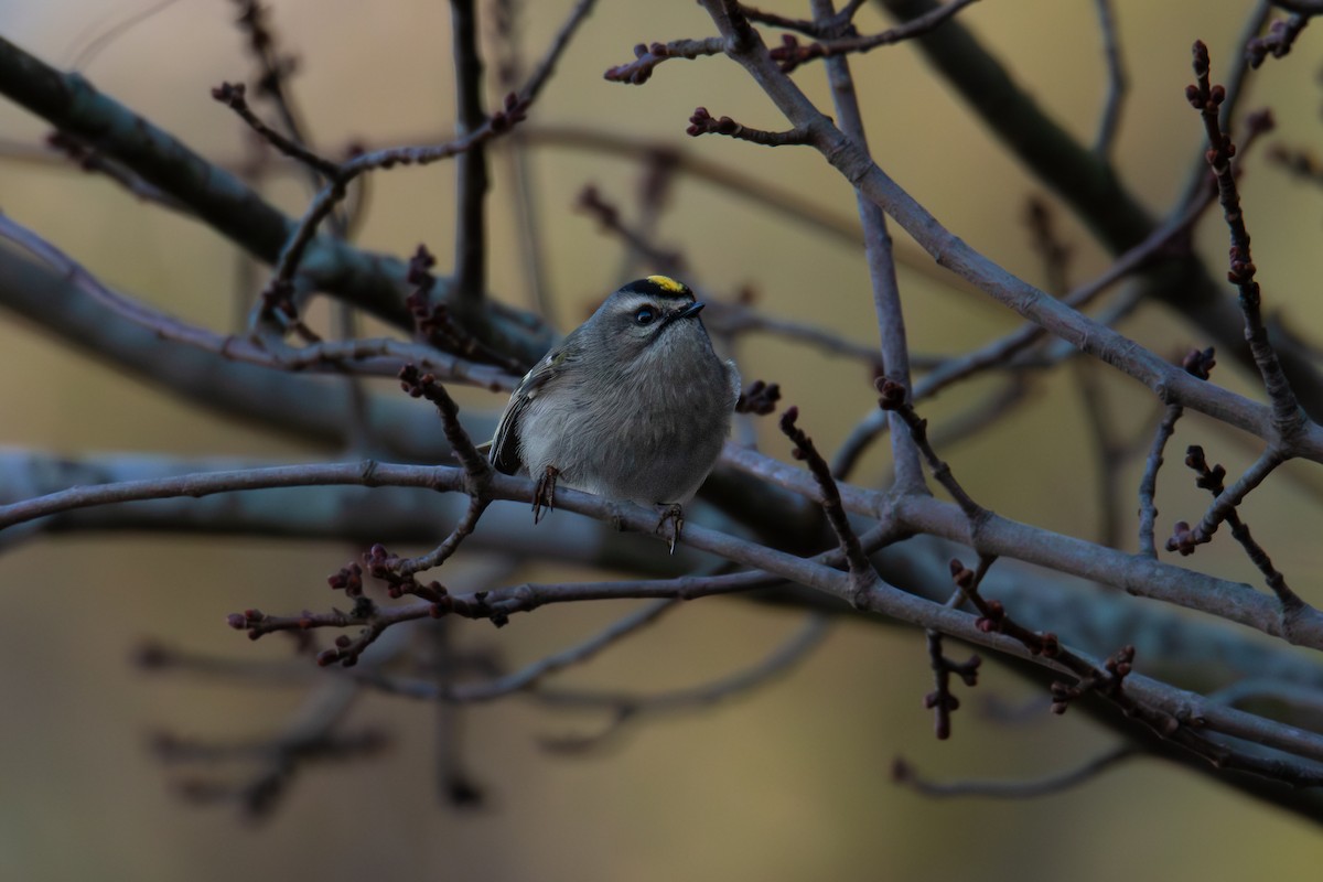 Ruby-crowned Kinglet - ML646704981