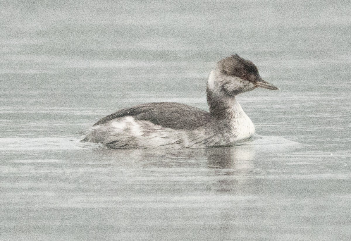 Horned Grebe - ML646704984