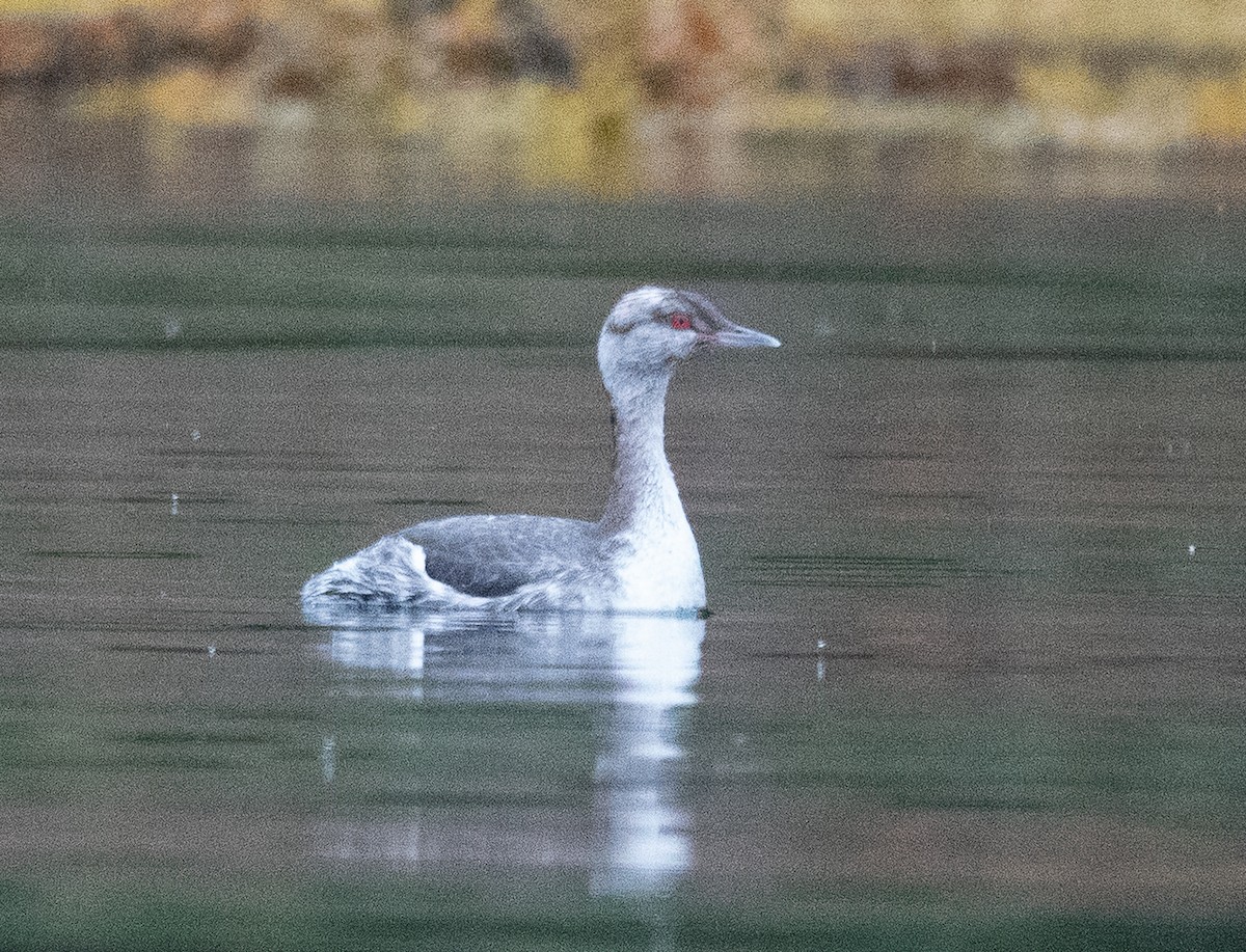 Horned Grebe - ML646704985