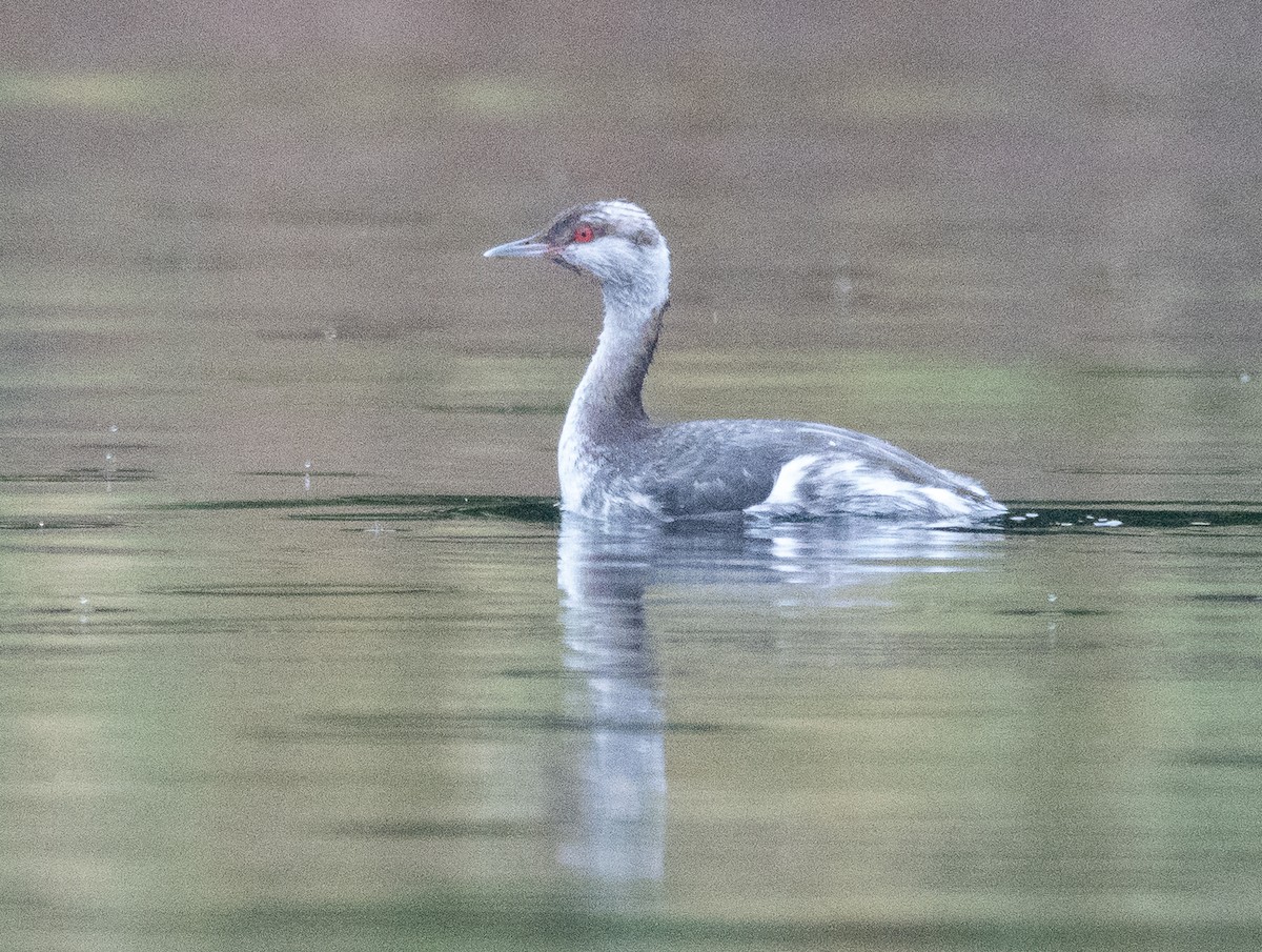 Horned Grebe - ML646704986