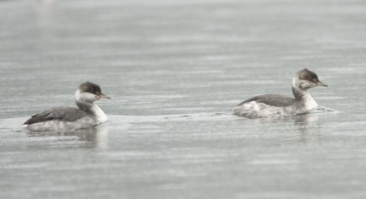 Horned Grebe - ML646704987