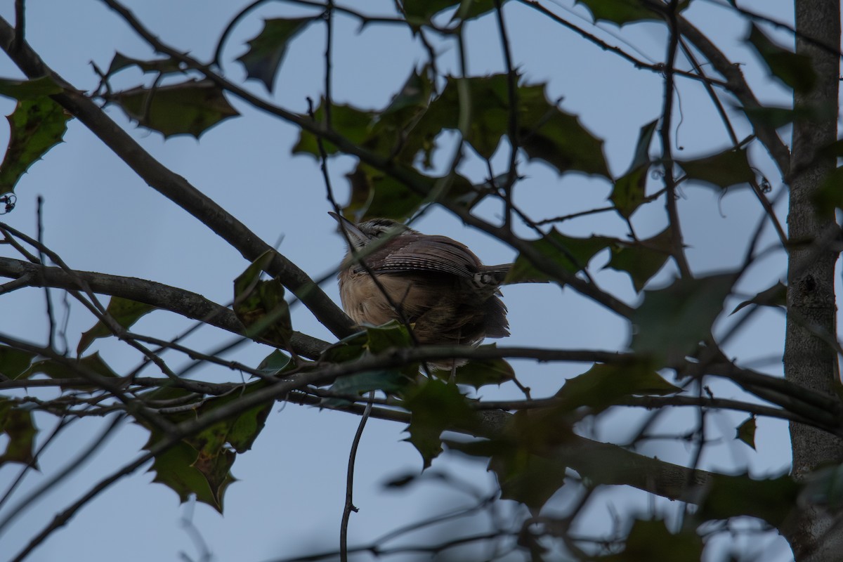 karolinasmett - ML646704989