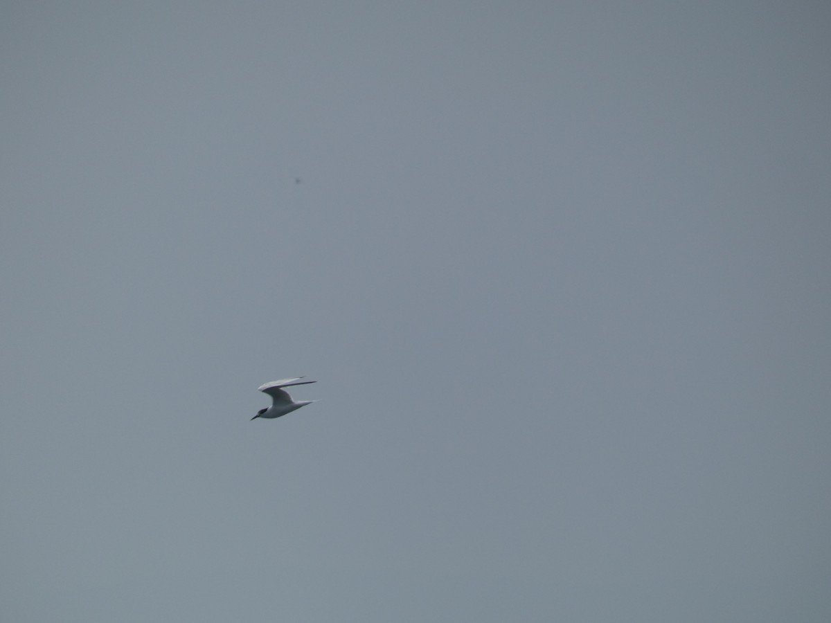 Sandwich Tern - ML646704990