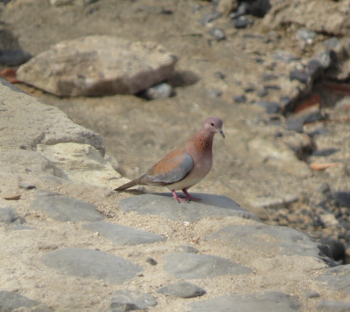 hrdlička senegalská - ML646704994