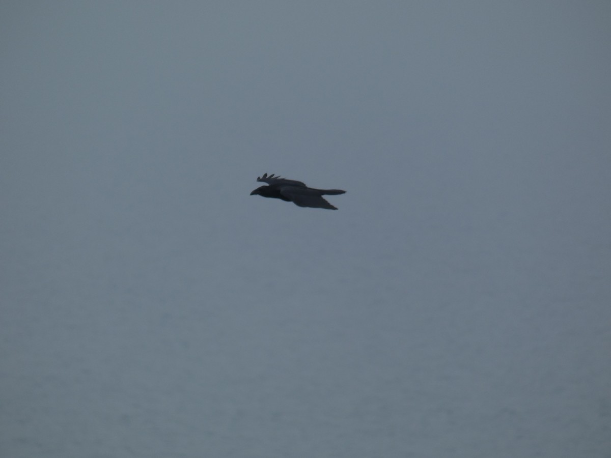 Common Raven - ML646704999