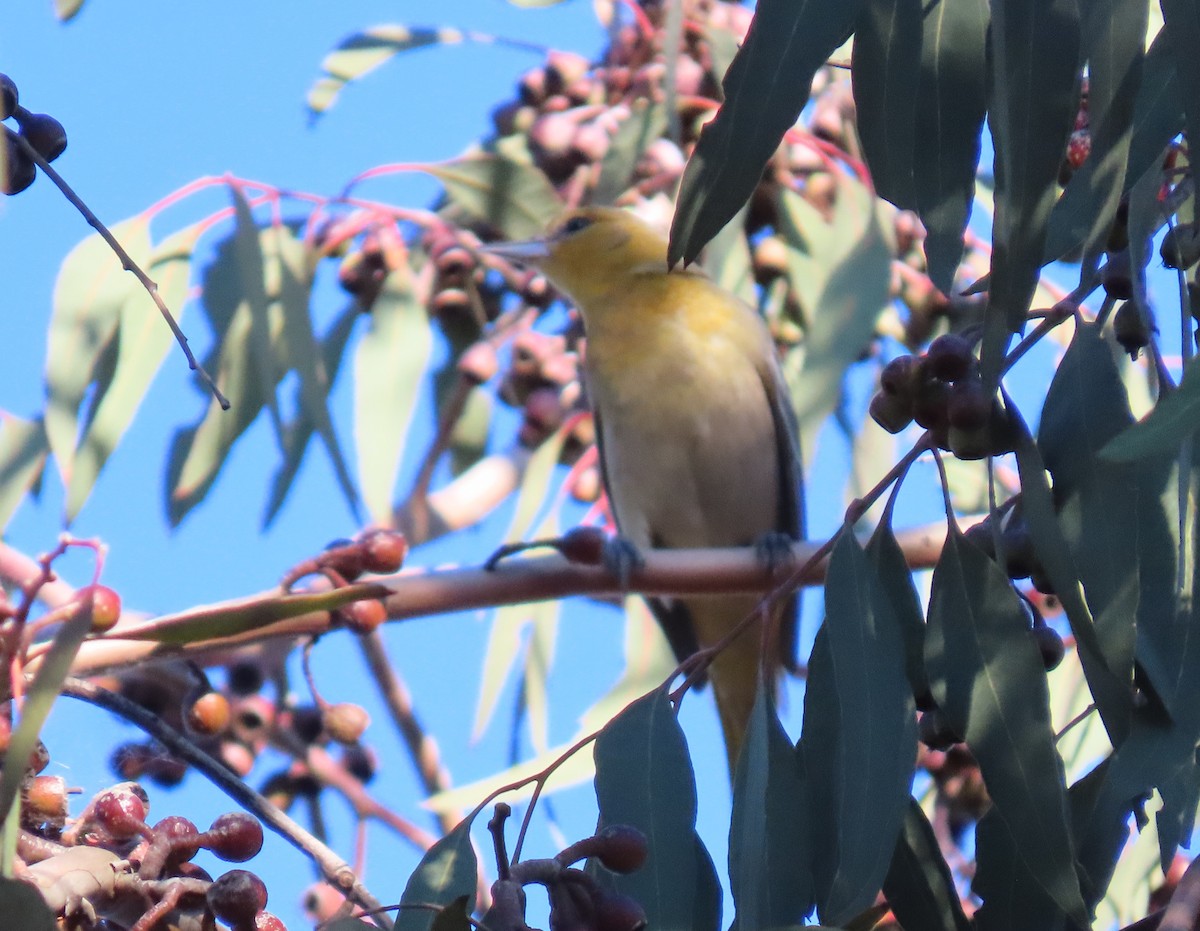 Bullock's Oriole - ML646705001