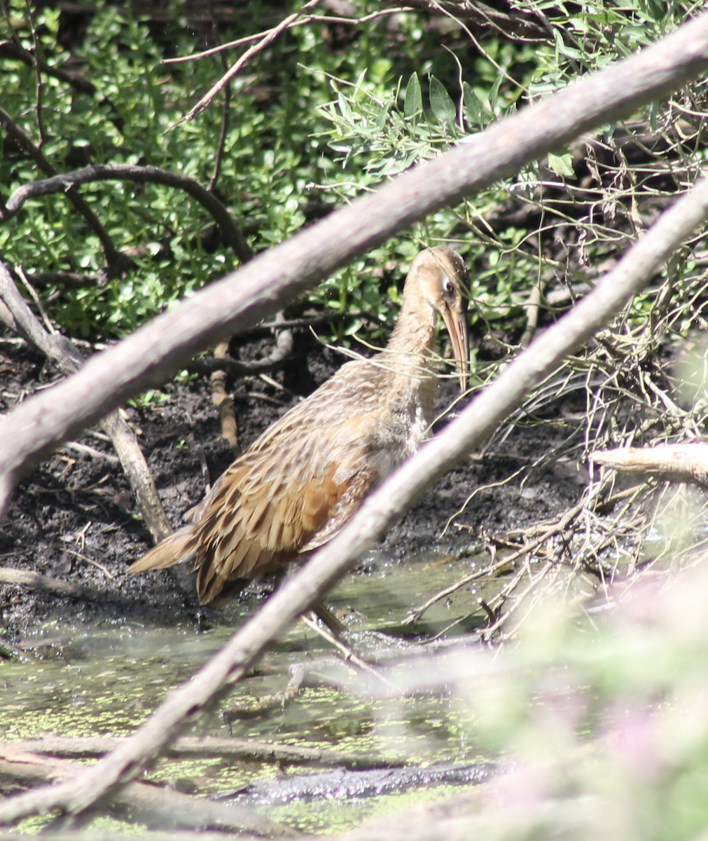 King Rail - ML646705004