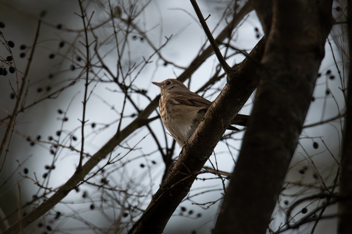 eremittskogtrost - ML646705007