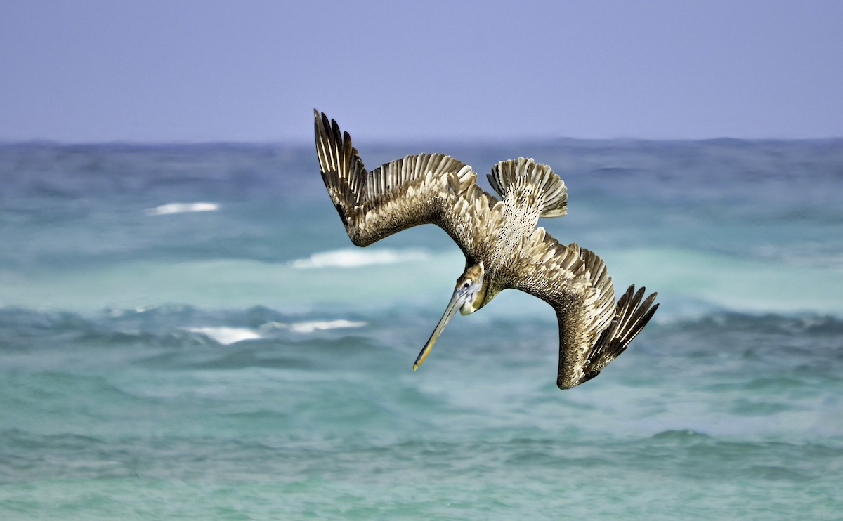 pelikán hnědý - ML646705008