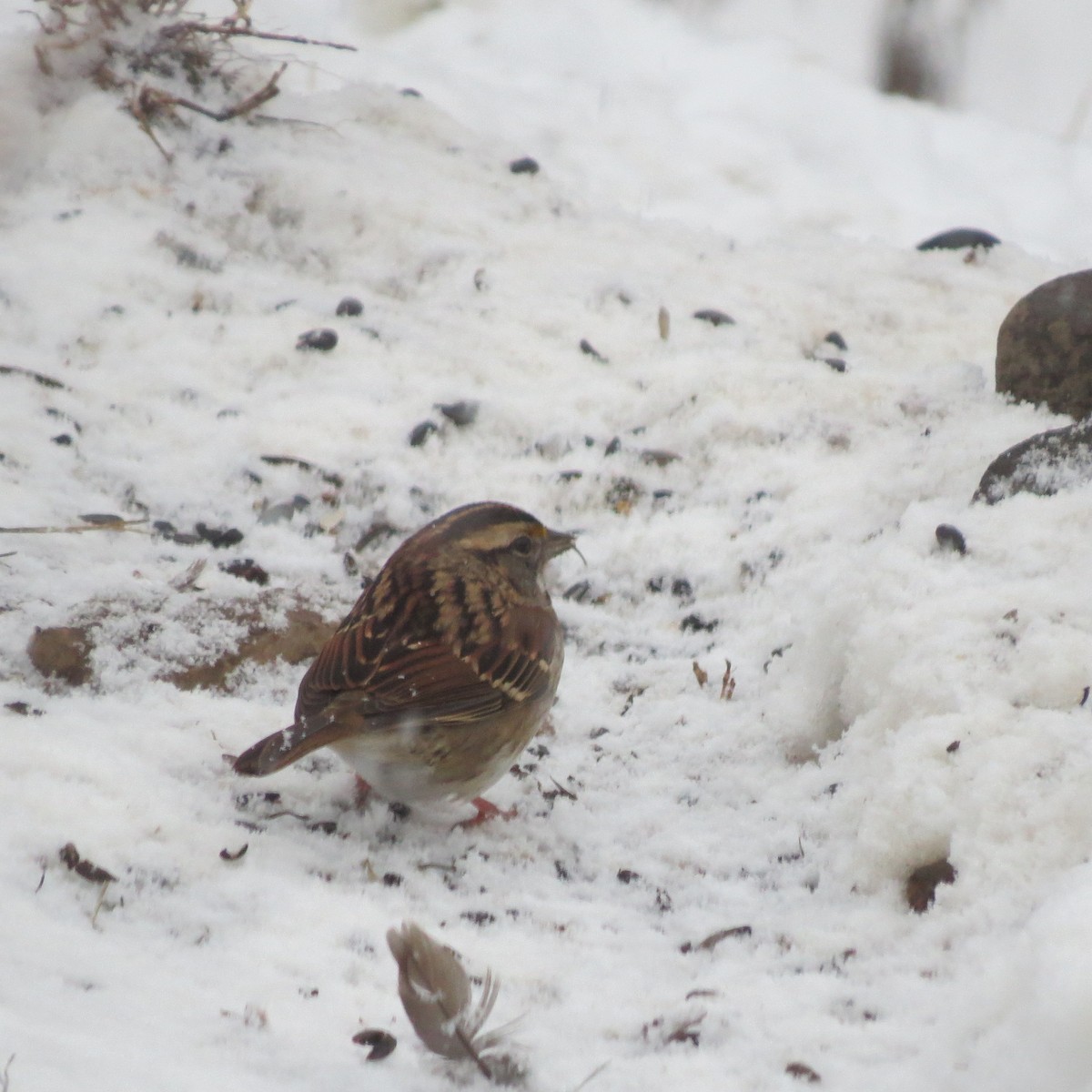 ノドジロシトド - ML646705010