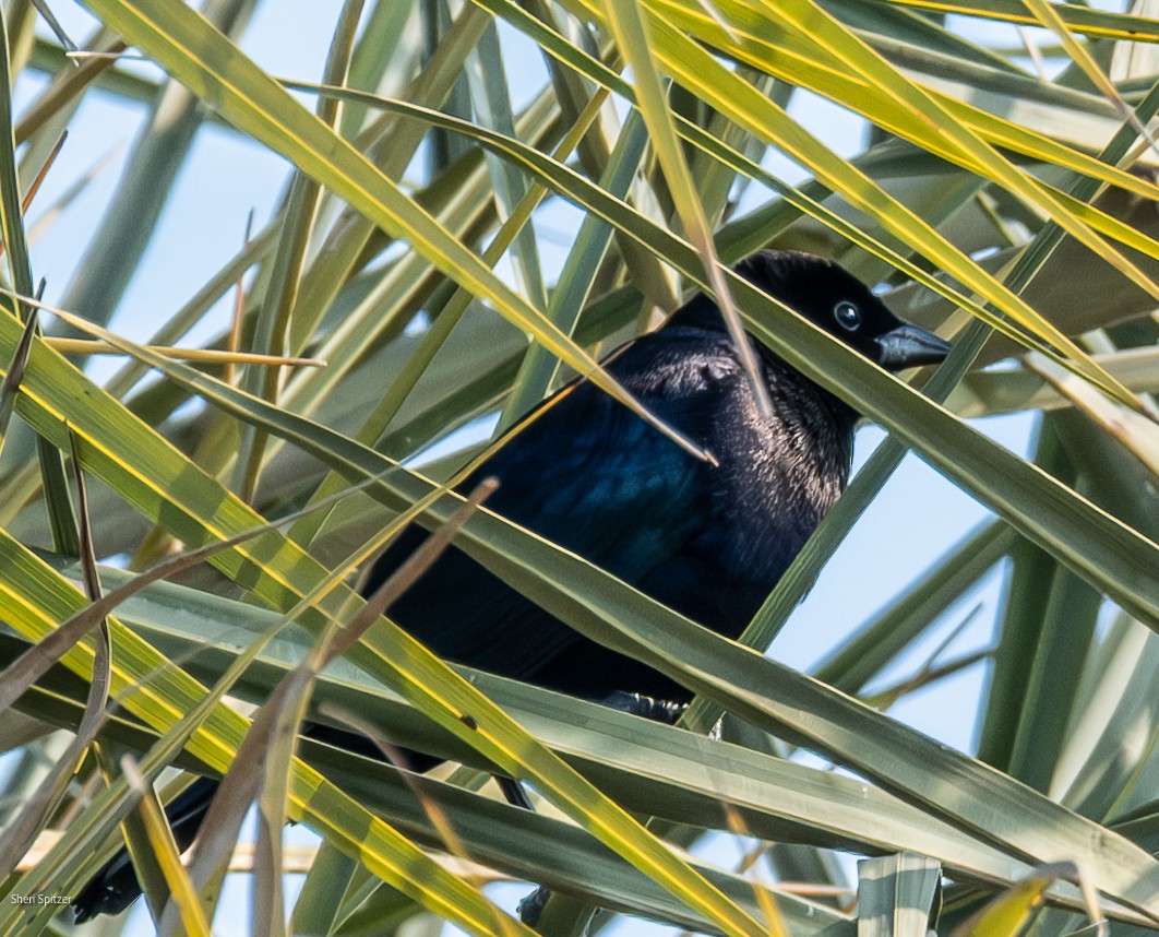 Shiny Cowbird - ML646705011