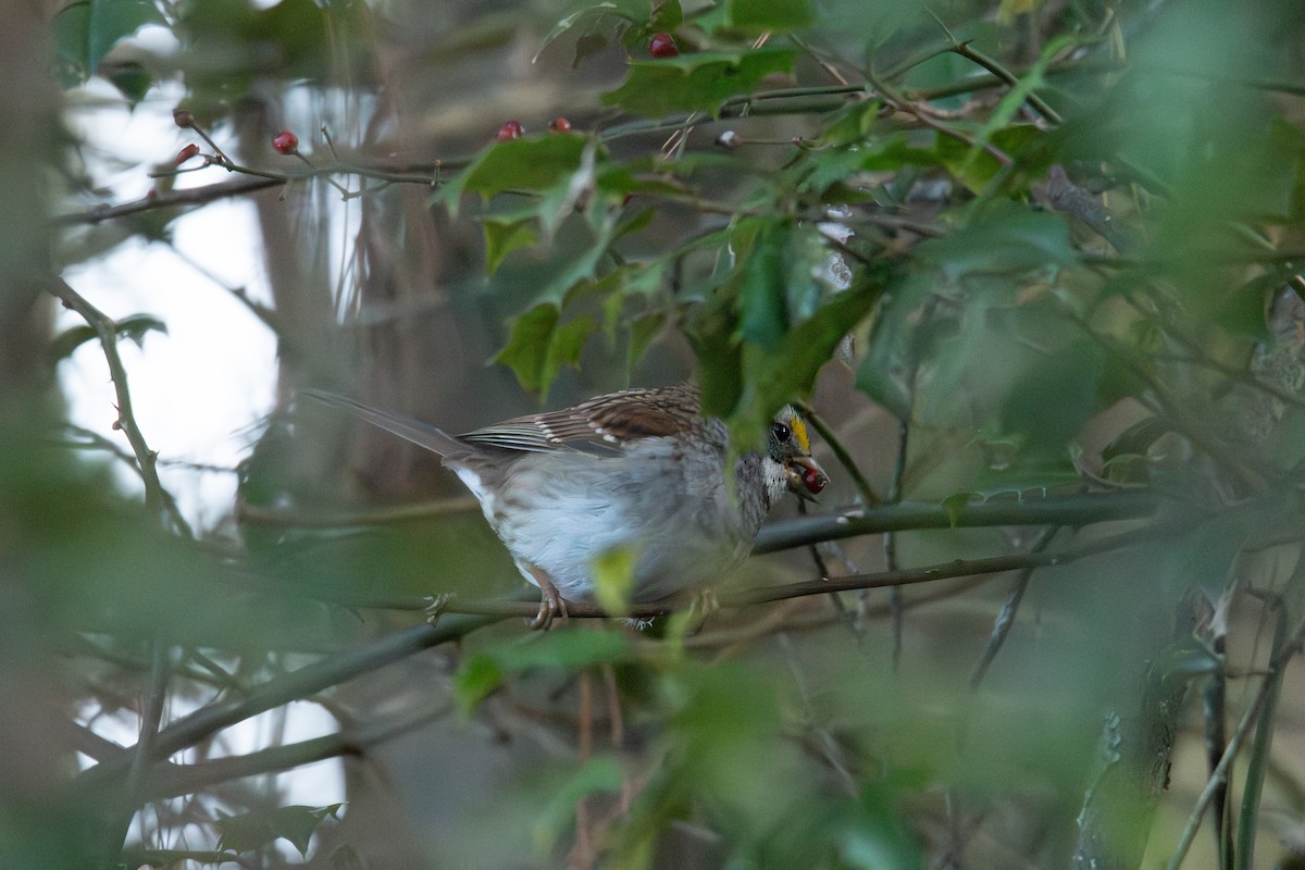 hvitstrupespurv - ML646705013