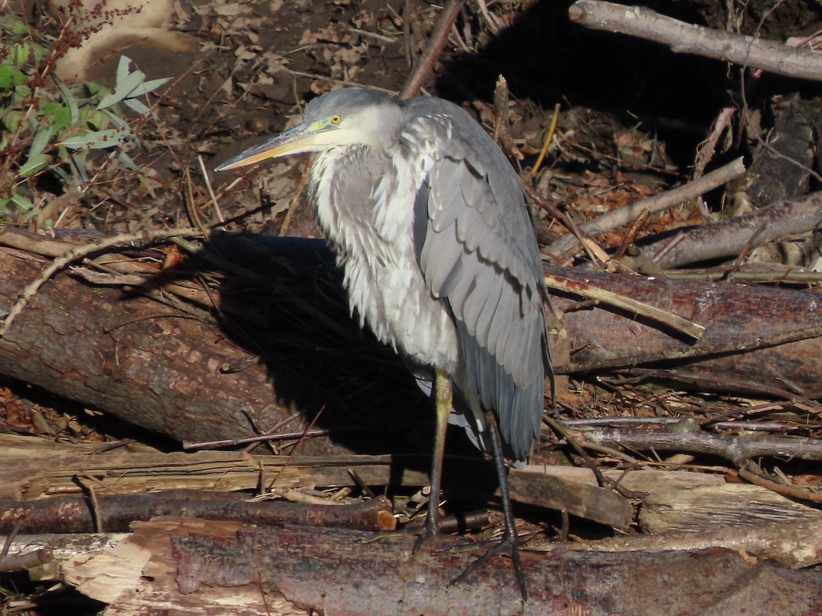 Gray Heron - ML646705016