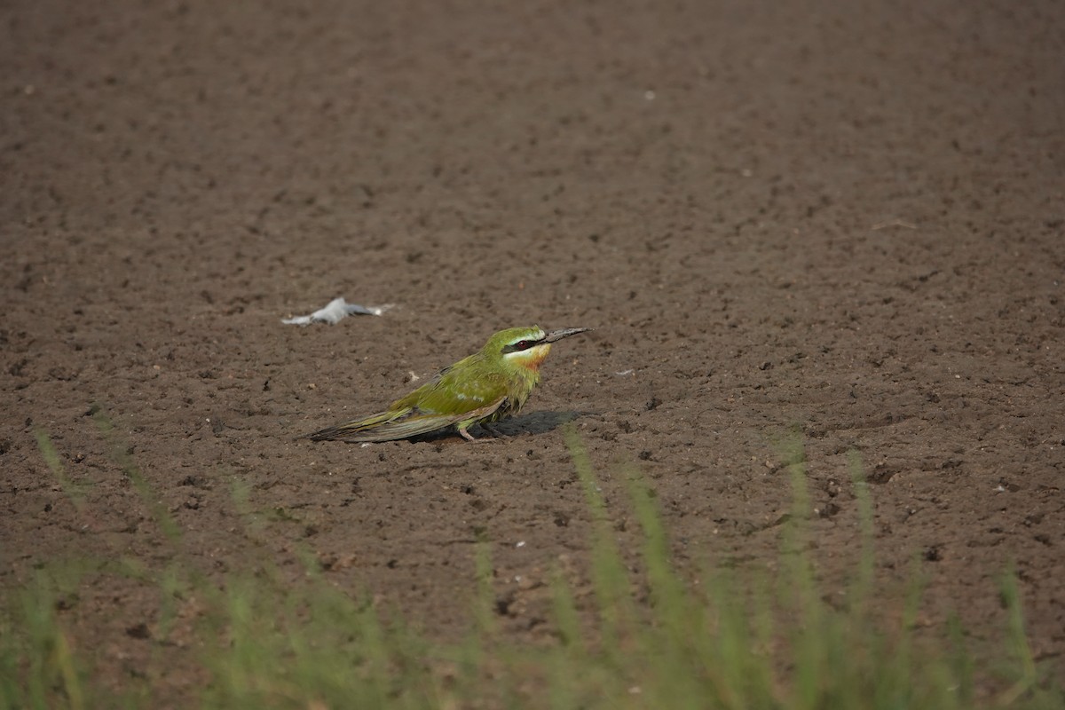 Blue-cheeked Bee-eater - ML646705017