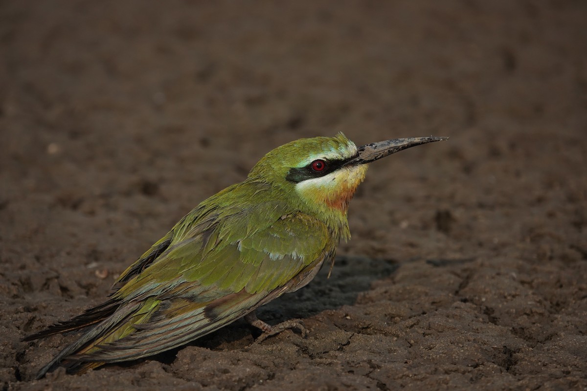 Blue-cheeked Bee-eater - ML646705019