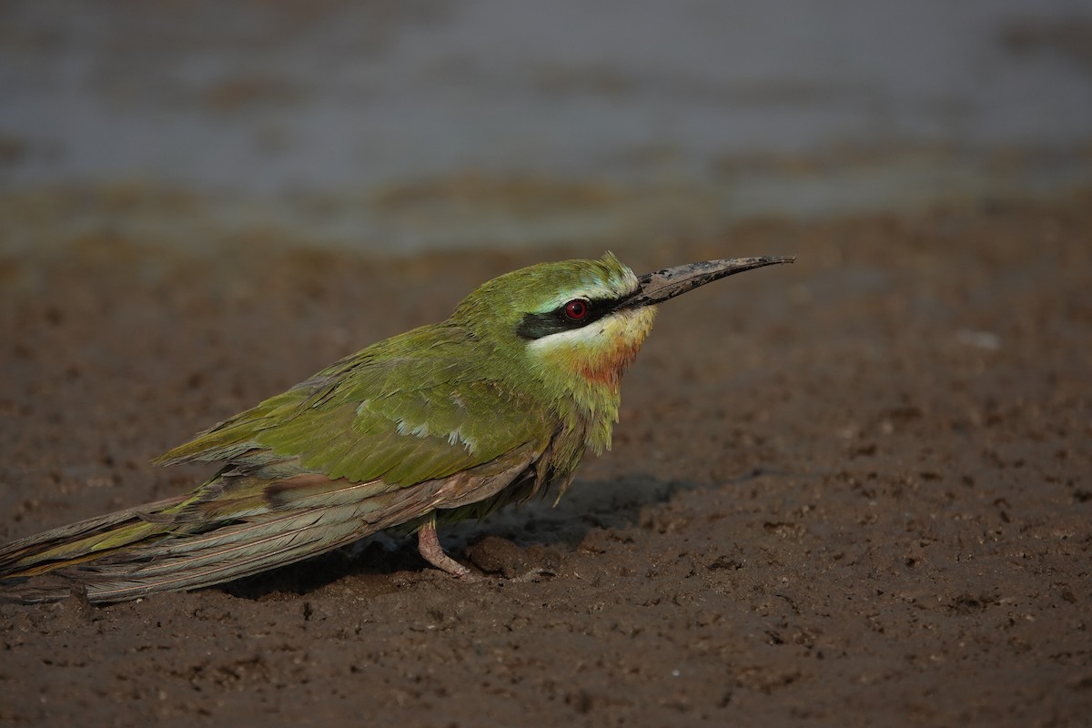 Blue-cheeked Bee-eater - ML646705020