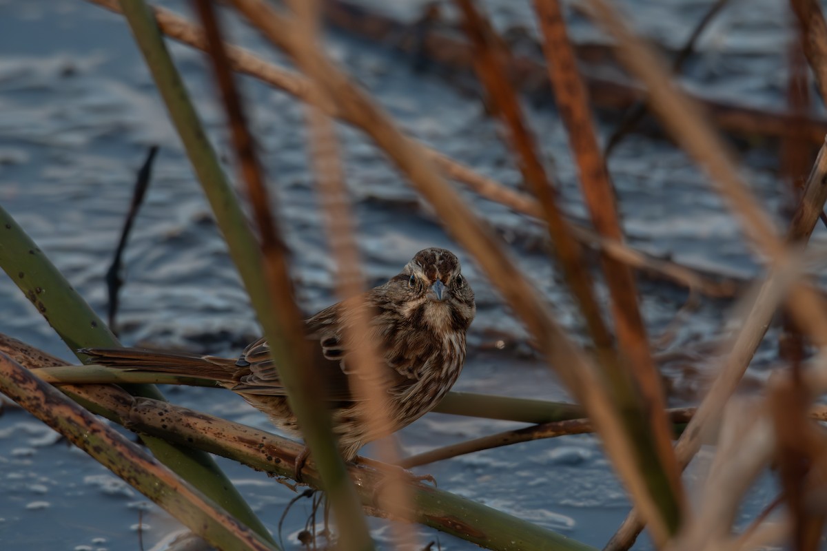 sangspurv - ML646705022