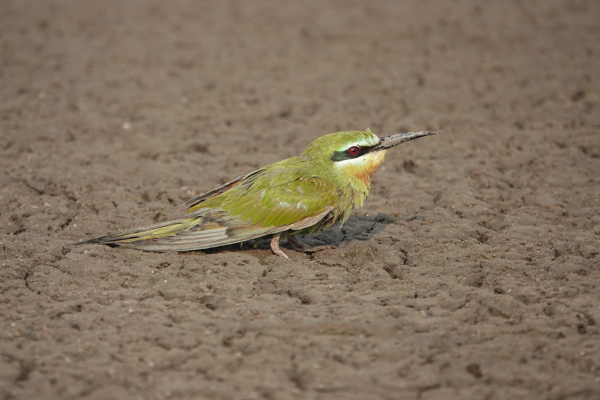 Blue-cheeked Bee-eater - ML646705024
