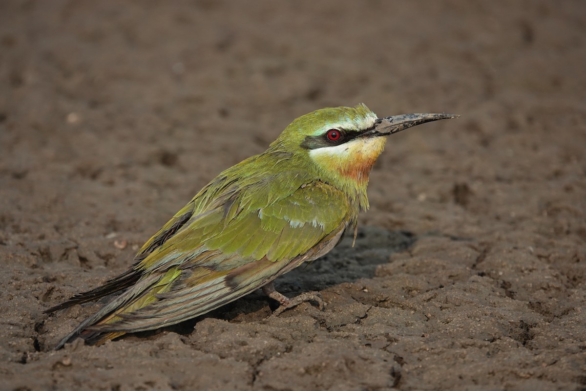 Blue-cheeked Bee-eater - ML646705025