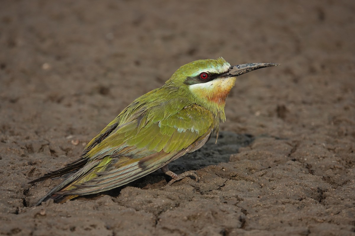 Blue-cheeked Bee-eater - ML646705026