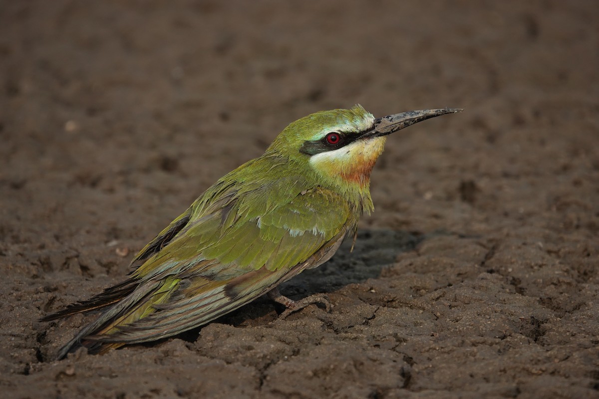Blue-cheeked Bee-eater - ML646705027