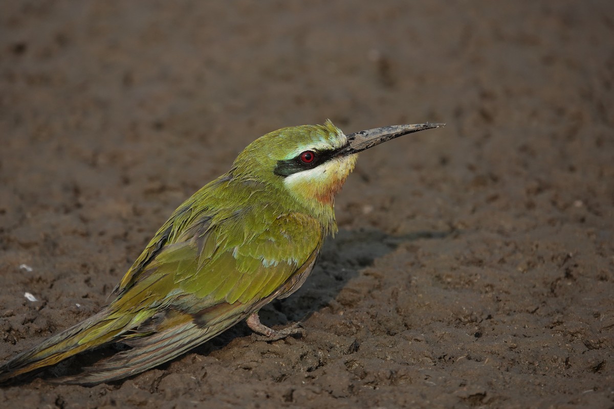 Blue-cheeked Bee-eater - ML646705028