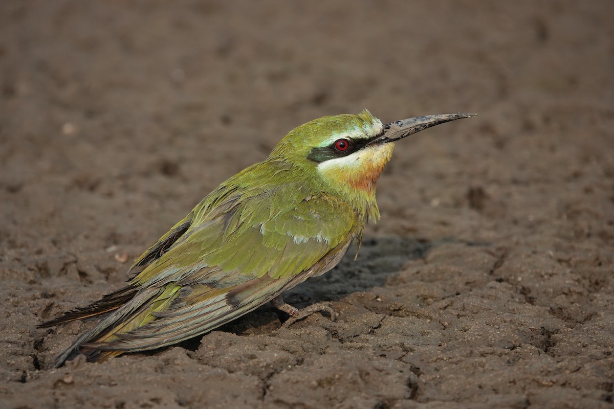 Blue-cheeked Bee-eater - ML646705029