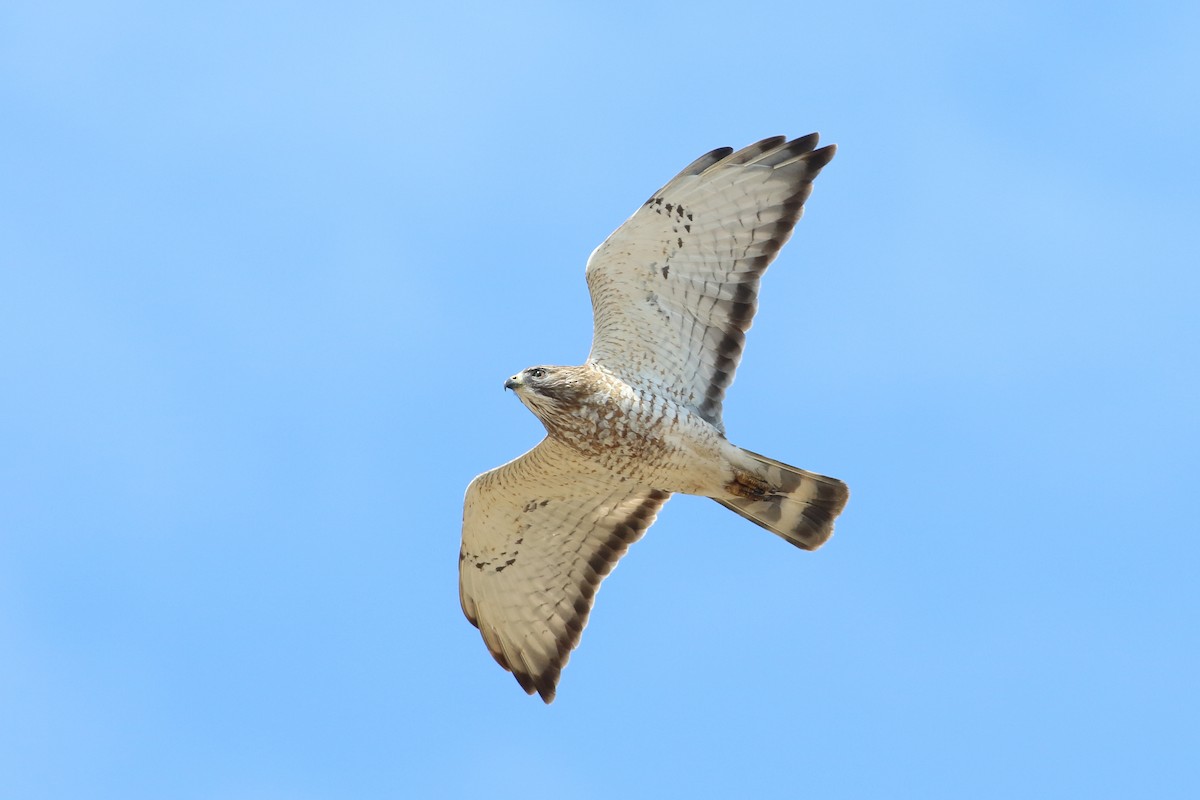 Broad-winged Hawk - ML646705030