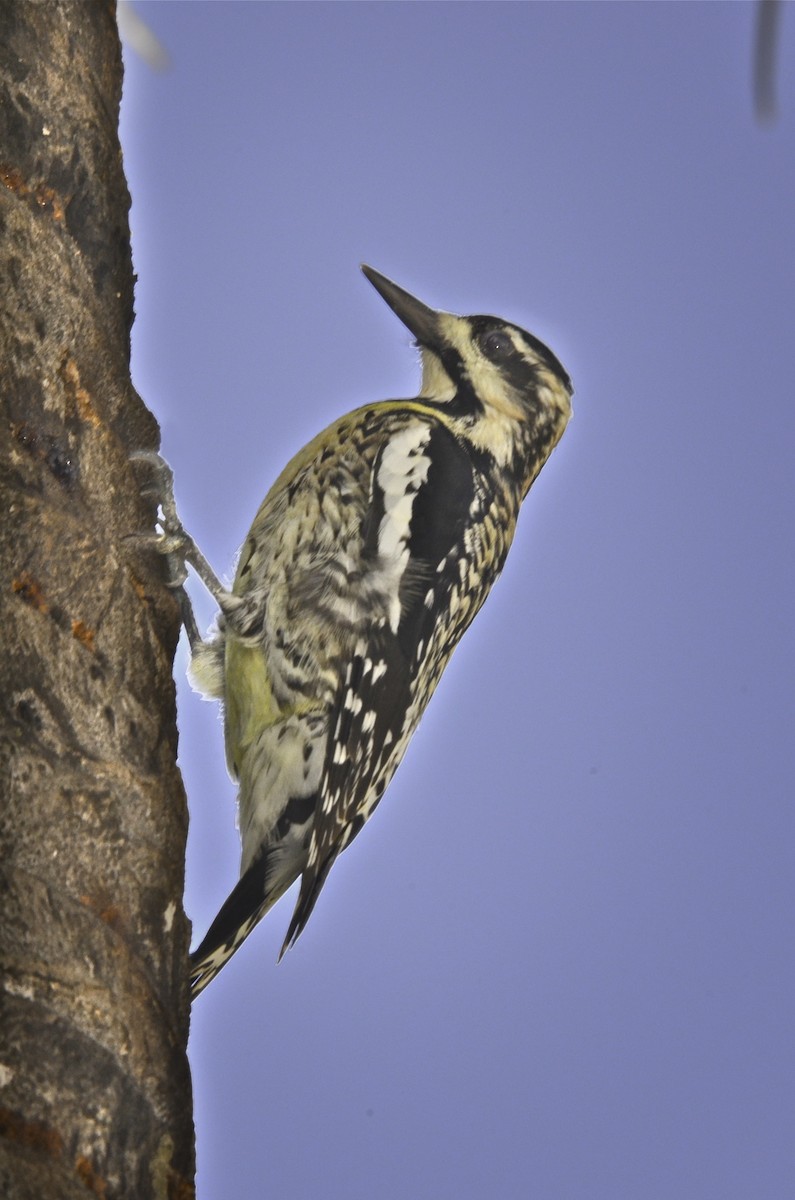 datel rudohrdlý - ML646705031