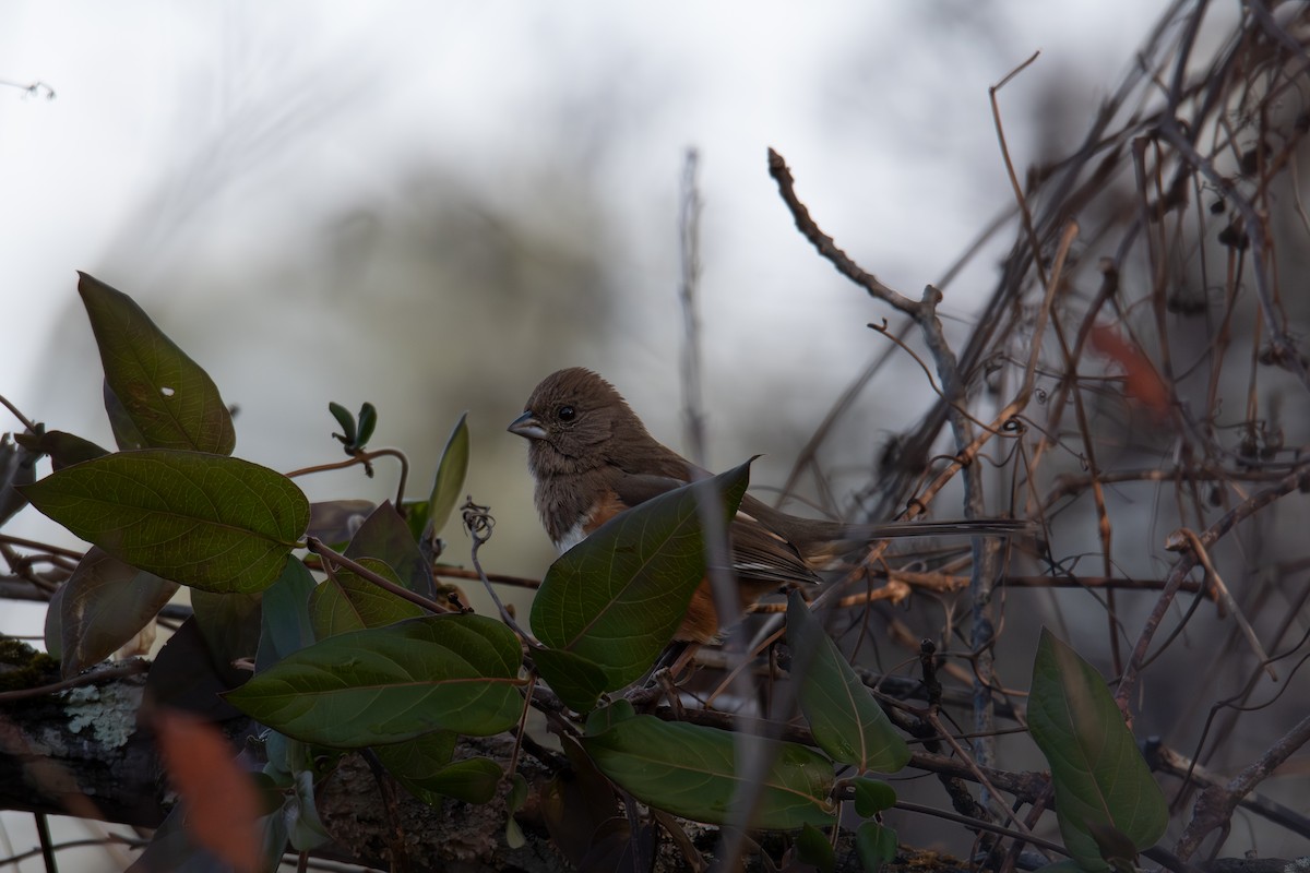 rødsidetovi - ML646705032