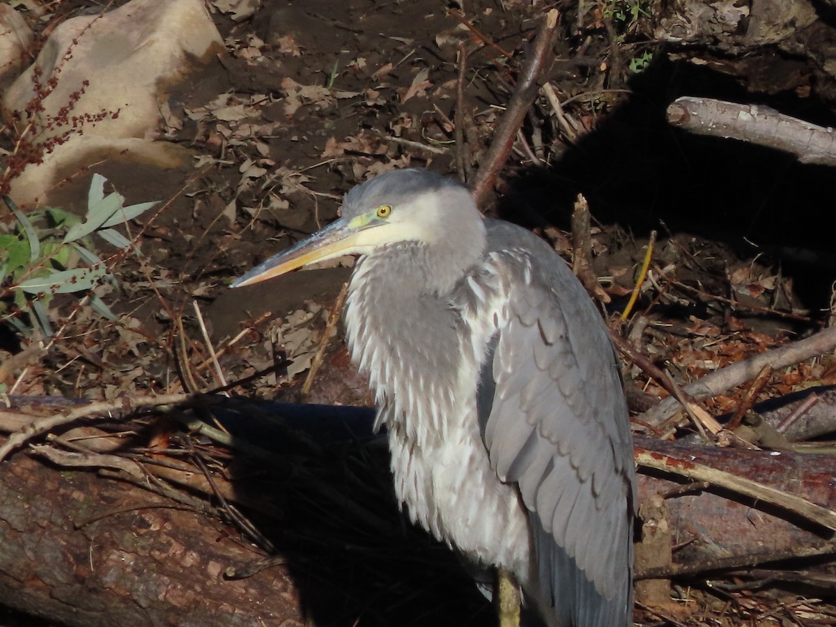 Gray Heron - ML646705033