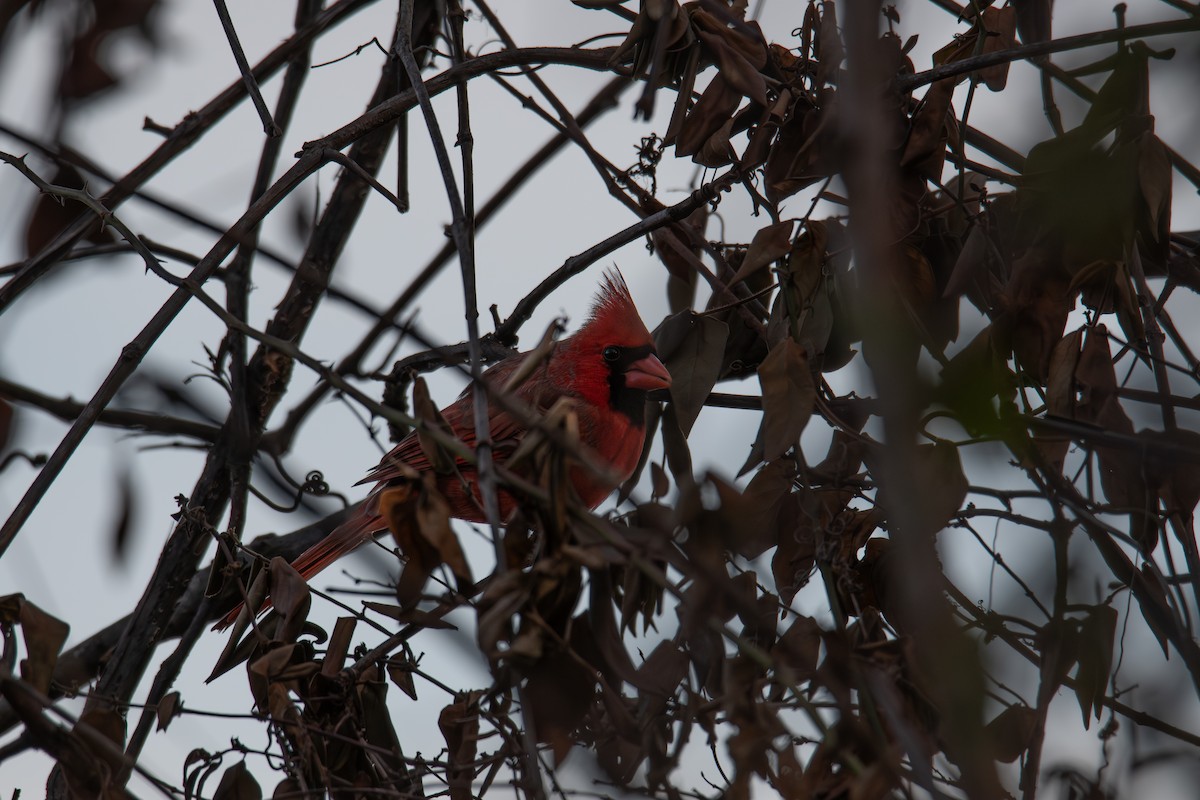 rødkardinal - ML646705034