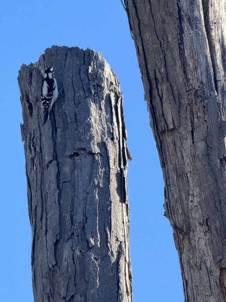 Downy Woodpecker - ML646705036