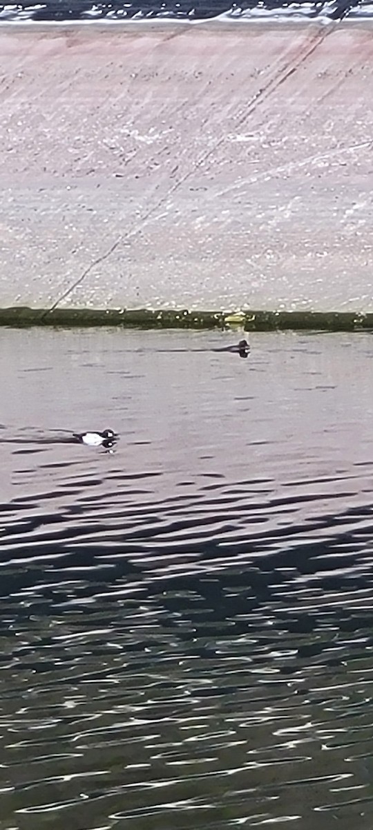 Porrón Osculado - ML646705039