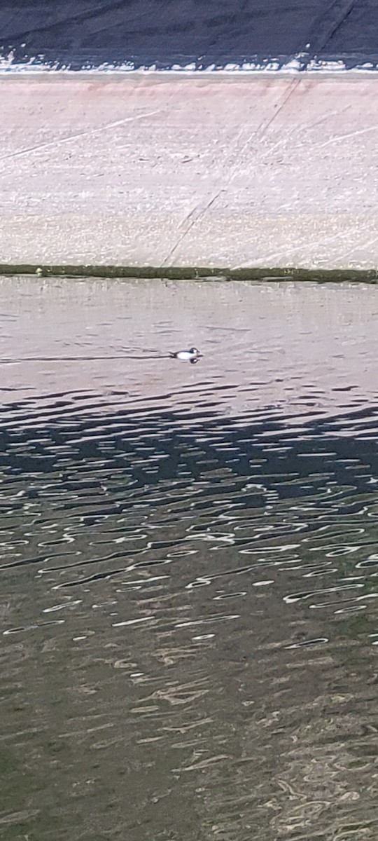 Porrón Osculado - ML646705040