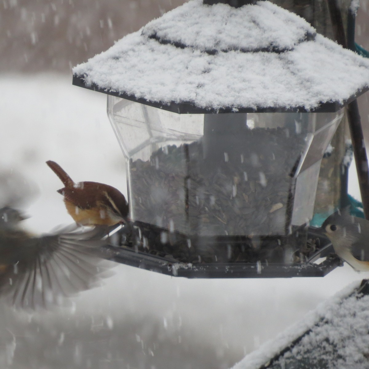 チャバラマユミソサザイ - ML646705041