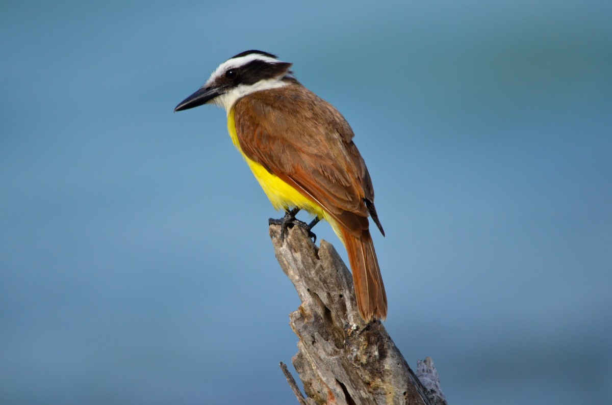 Great Kiskadee - ML646705042
