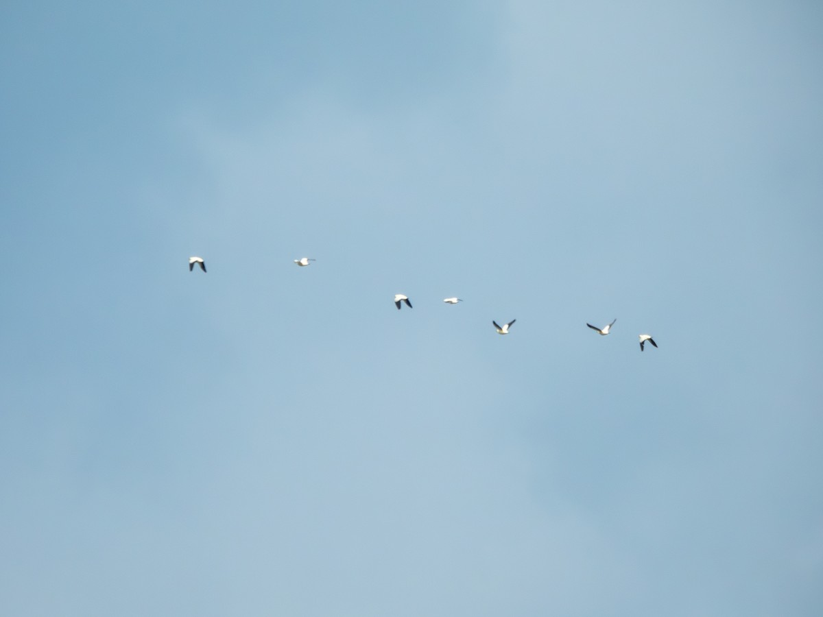 Двуцветный плодовый голубь - ML646705043