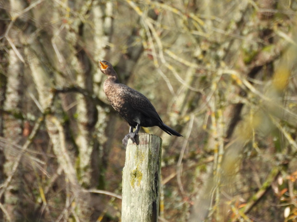 Double-crested Cormorant - ML646705044