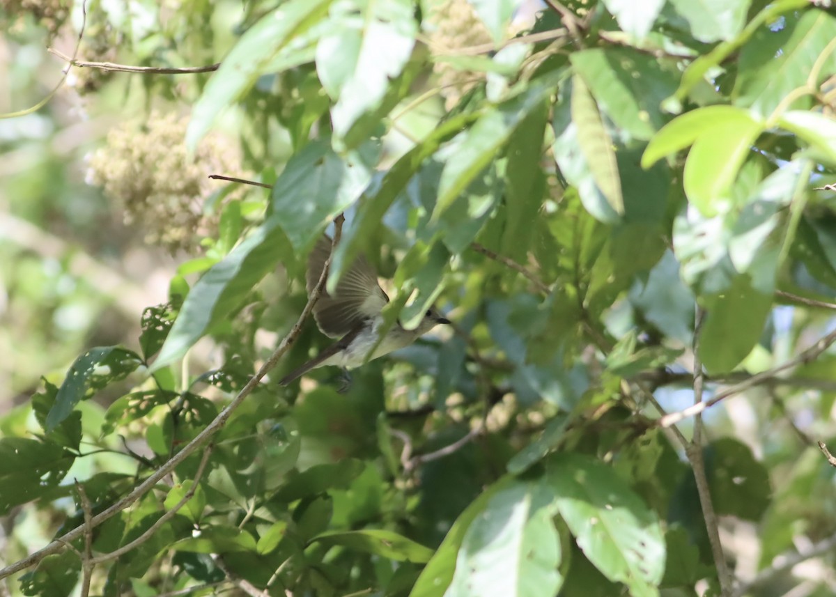 Mangrove Whistler - ML646705045