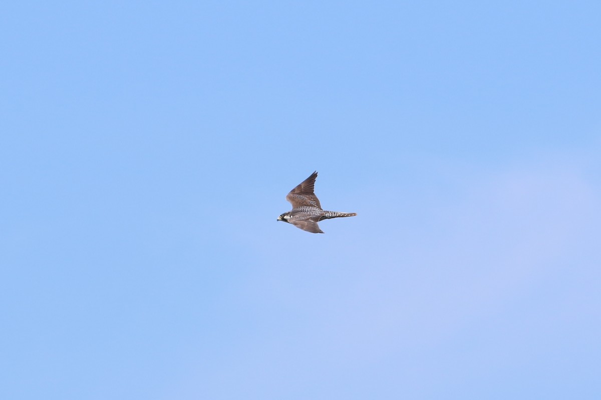 Peregrine Falcon - ML646705049