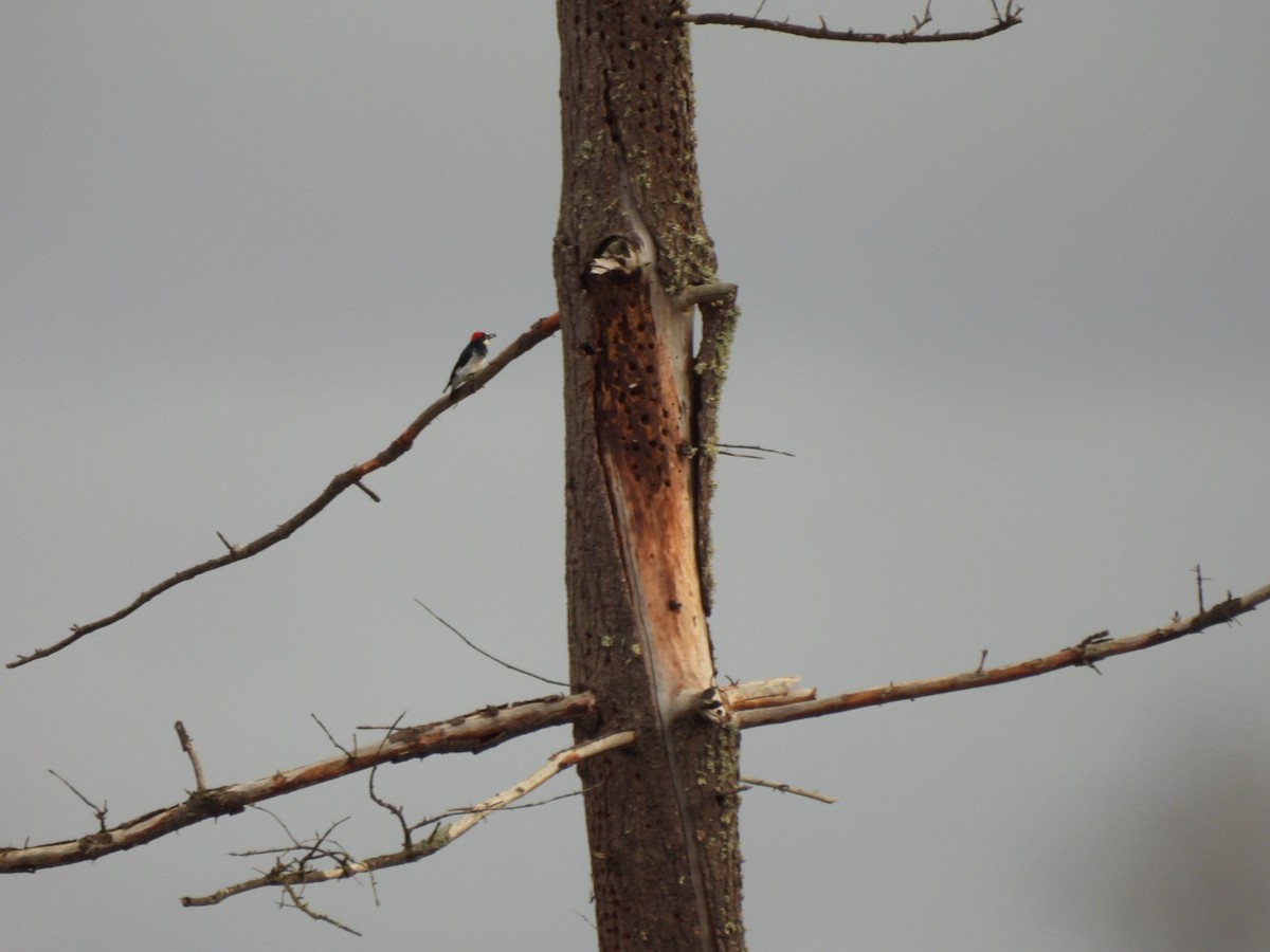 Acorn Woodpecker - ML646705050