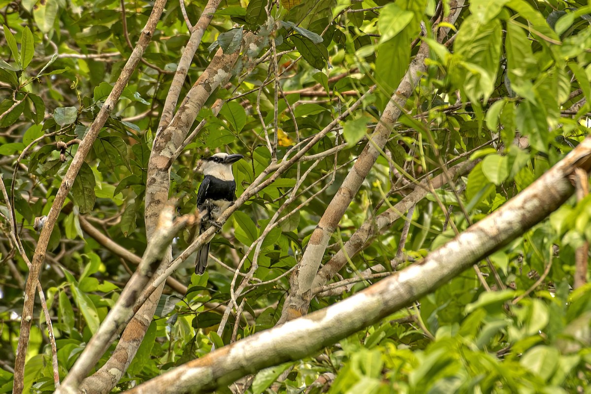 White-necked Puffbird - ML646705051