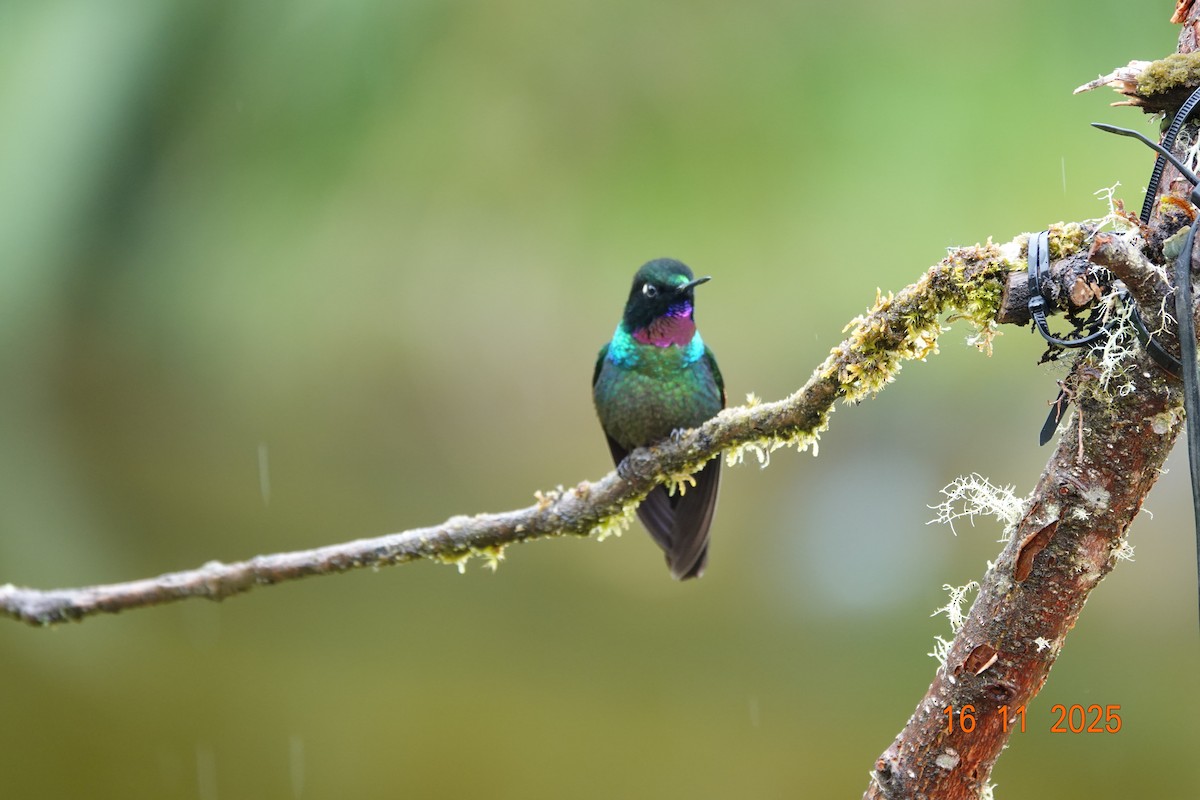 Tourmaline Sunangel - ML646705052