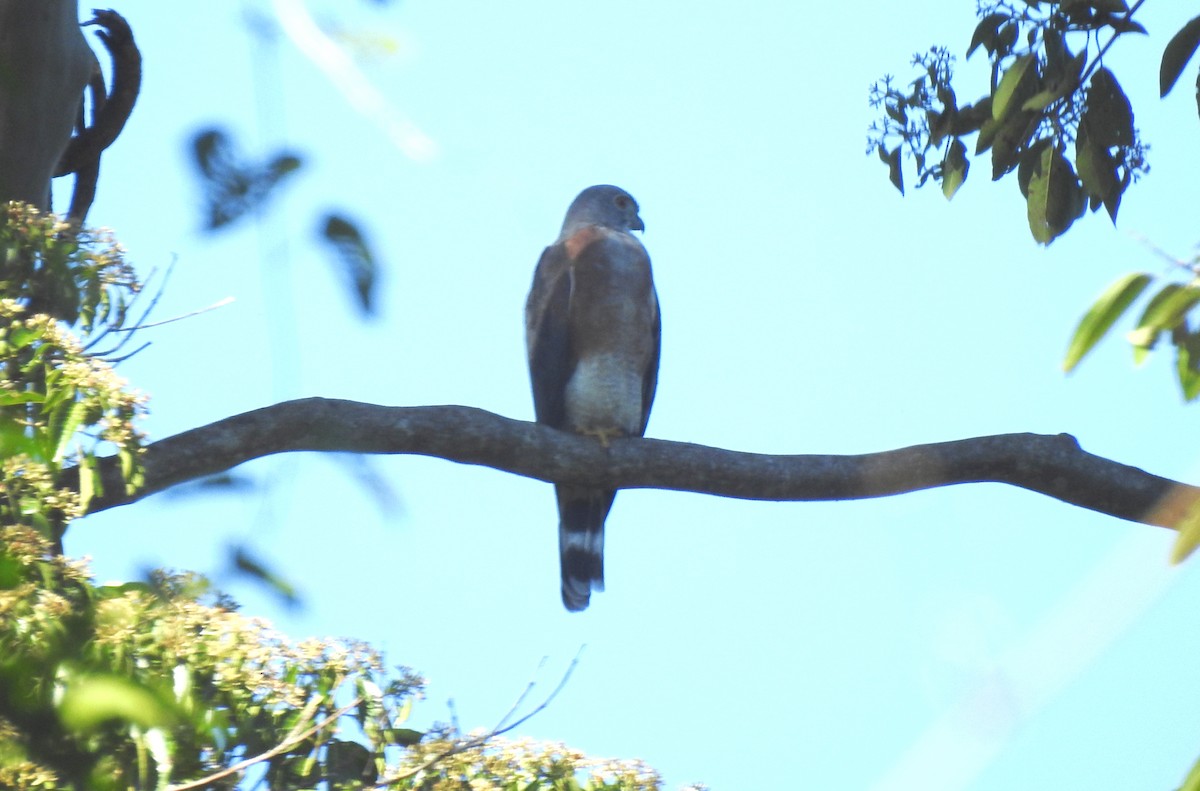 Double-toothed Kite - ML646705056